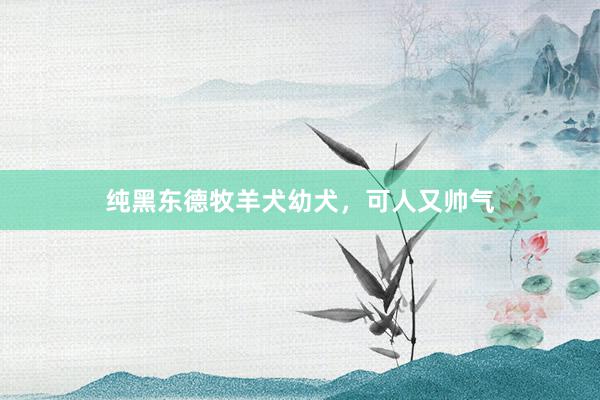纯黑东德牧羊犬幼犬,可人又帅气